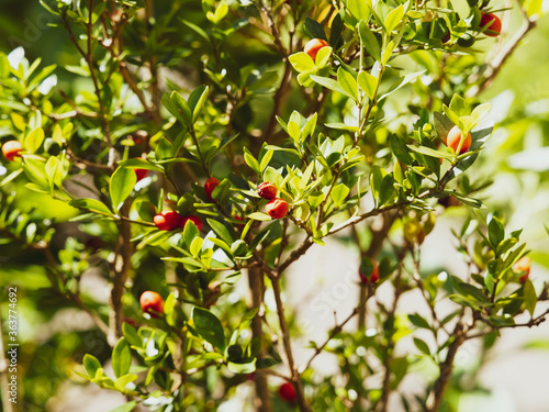 (Alyxia ruscifolia) Alyxie épineuse, petit arbuste ornemental aux rameaux garnis de feuilles ovales, vert brillant à pointe acérée et de petite baies orange rouge