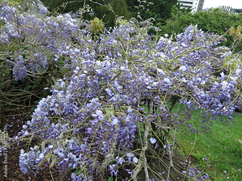 lilac flowers in the garden