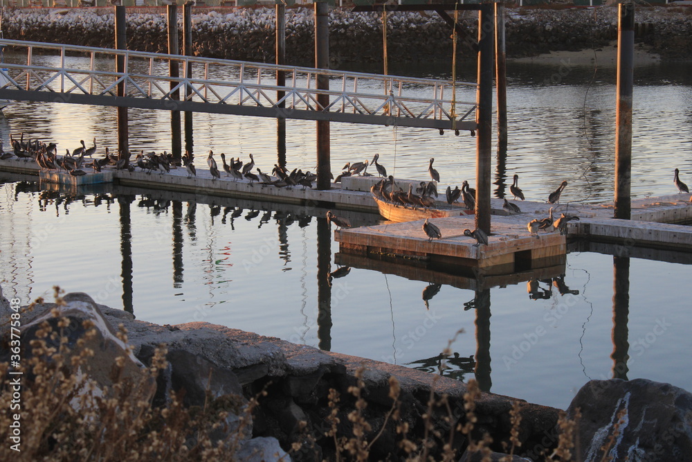 Fototapeta premium sonora