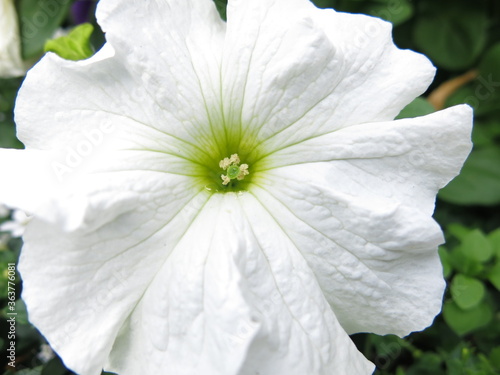 white flower with dew drops