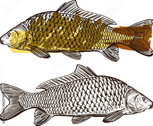 vector illustration of a fish