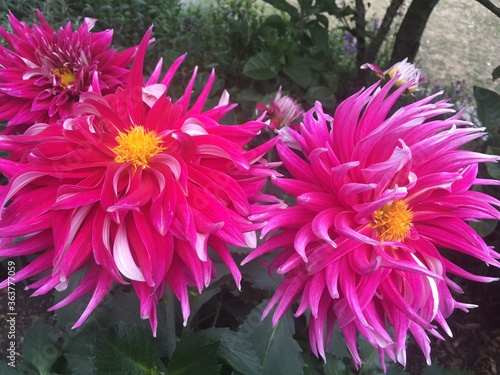 pink chrysanthemum flowers