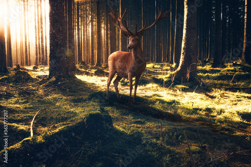 Ein stolzer Hirsch steht in einem Märchenwald