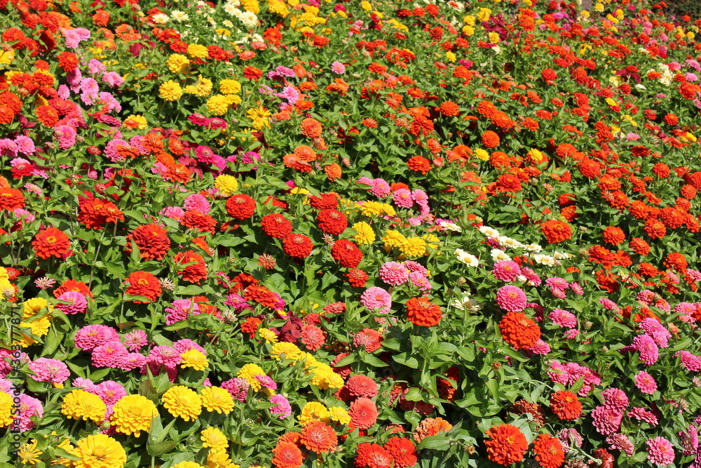Colorful zinnia flowers blooming in mid summer