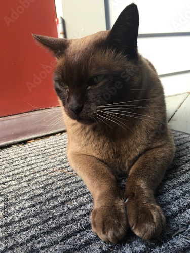 cat on the table