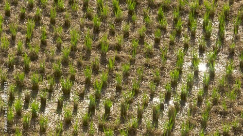 Before and After - Rice Field with waves of wind