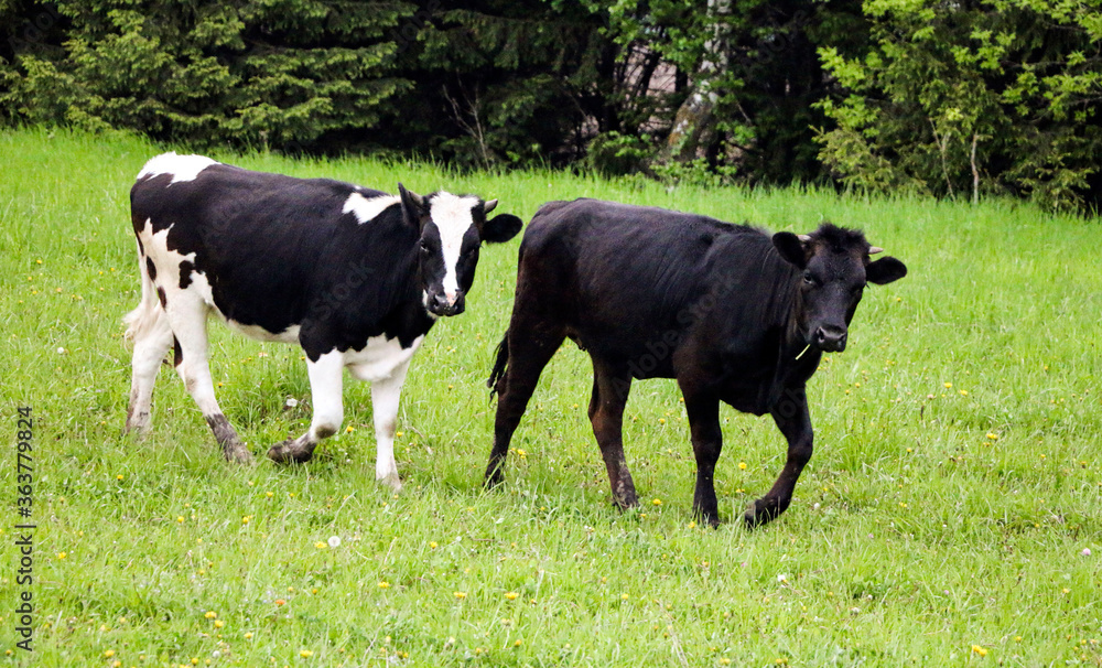 young dairy cows, go from pasture through green meadow along forest, with young gobies and heifers. young dairy cows, go from pasture through green meadow along forest, with young gobies and heifers.