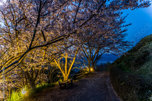和歌山県紀の川市百合山の夜桜