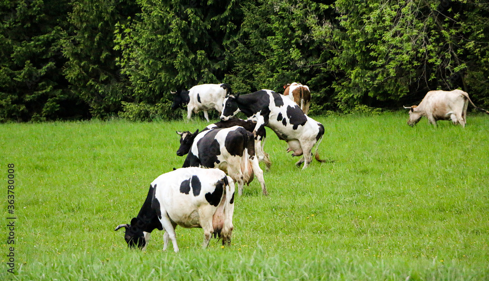 young dairy cows, go from pasture through green meadow along forest, with young gobies and heifers. young dairy cows, go from pasture through green meadow along forest, with young gobies and heifers.