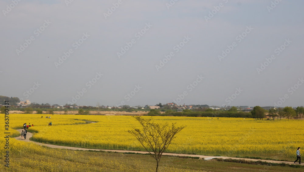 Obraz premium field of rape