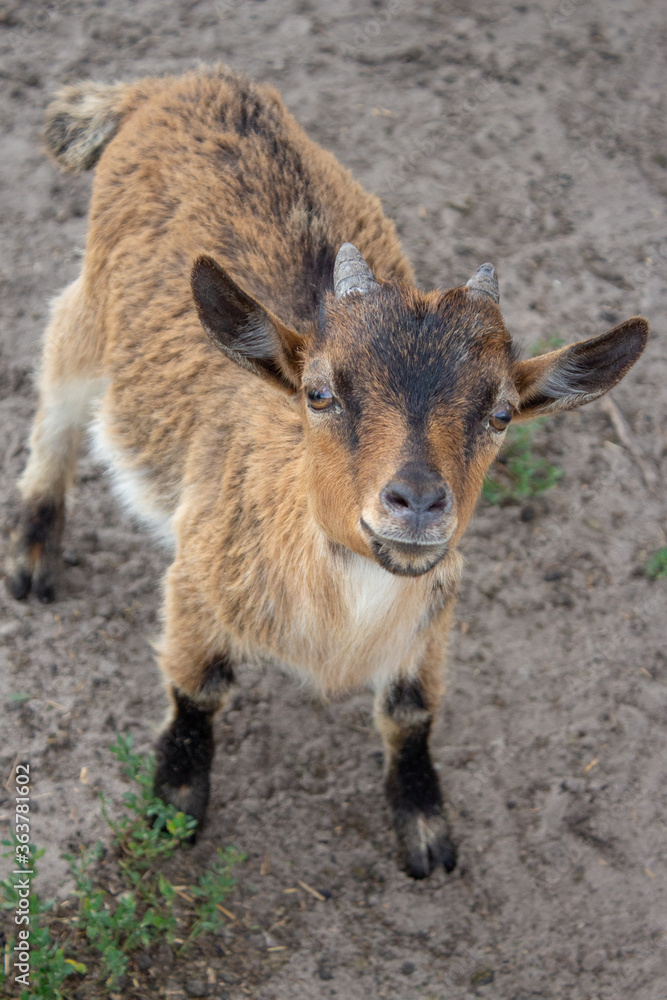 baby goat in the zoo baby goat in the zoo