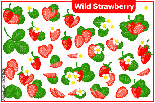 Set of vector cartoon illustrations with Wild Strawberry exotic fruits, flowers and leaves isolated on white background