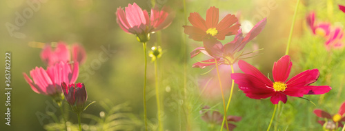 red pink cosmos flower in green summer field soft nature sunlight banner background