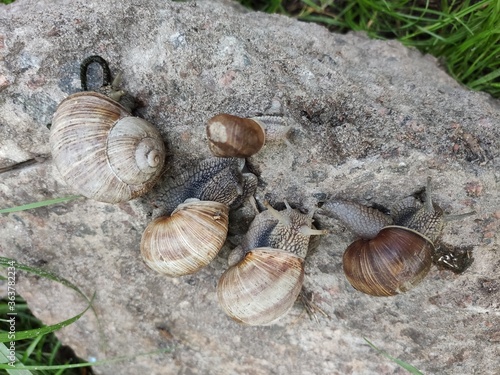 Valokuva many snails sitting on a stone