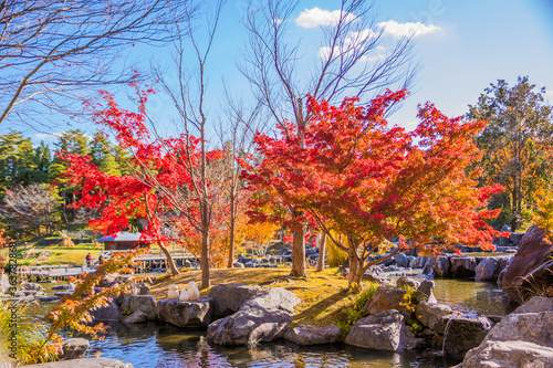 紅葉と青空　けいはんな記念公園