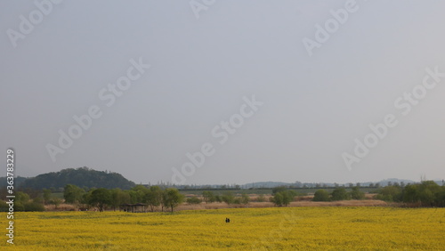 landscape with cows