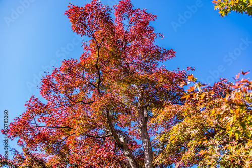 青空とともに見上げる紅葉 けいはんな記念公園 秋 11月