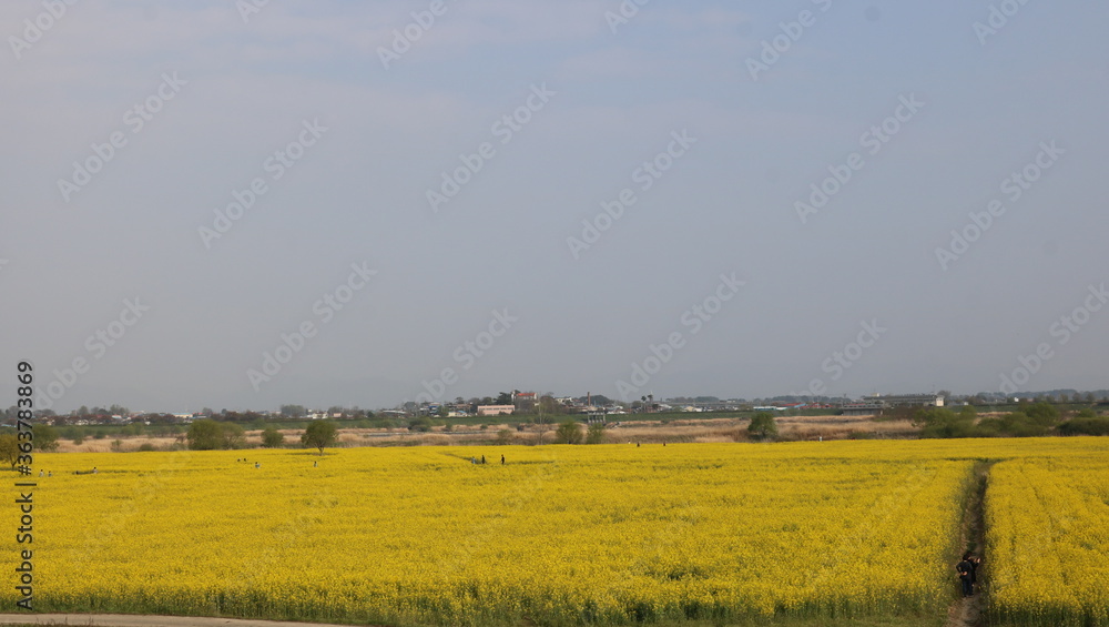 rape seed field