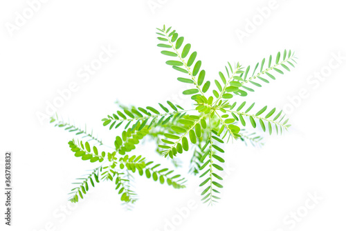 Meniran / Phyllanthus urinaria isolated on white background, one of herb that can use for herbal medicine photo
