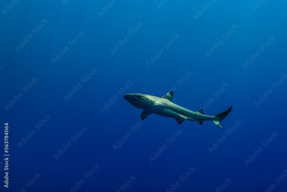 群青色の外洋を背景に泳ぐツマグロザメ (Carcharhinus melanopterus)。英語名のブラックチップリーフシャークも一般的。ミクロネシア連邦ヤップ島