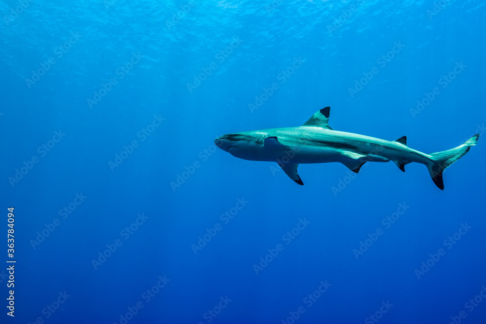 Fototapeta premium 青く透明な海面下を背景に泳ぐツマグロザメ (Carcharhinus melanopterus)。英語名のブラックチップリーフシャークも一般的。ミクロネシア連邦ヤップ島