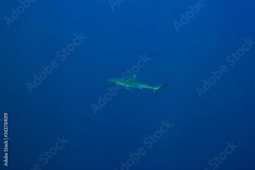 群青色んpを背景に泳ぐオグロメジロザメ（Carcharhinus amblyrhynchos）。英語名グレーリーフシャークも一般的。ミクロネシア連邦ヤップ島