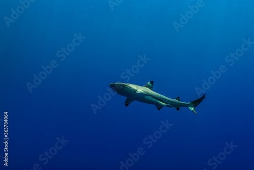 Wallpaper Mural 群青色の外洋を背景に泳ぐツマグロザメ (Carcharhinus melanopterus)。英語名のブラックチップリーフシャークも一般的。ミクロネシア連邦ヤップ島 Torontodigital.ca