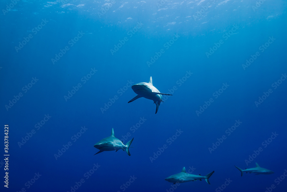 Naklejka premium 青く透明な海面下を背景に泳ぐオグロメジロザメ（Carcharhinus amblyrhynchos）。英語名グレーリーフシャークも一般的。ミクロネシア連邦ヤップ島