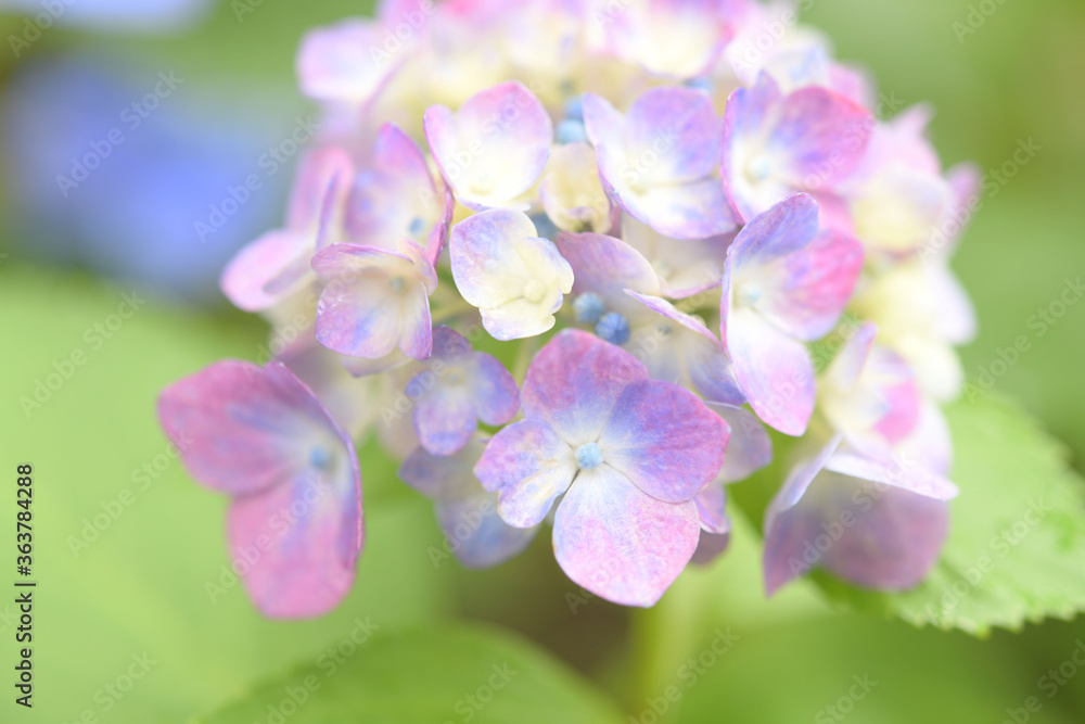 あじさいの花 あじさいの花