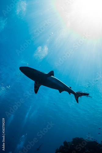 強い日差しが眩しい海面下を背景に泳ぐオグロメジロザメ（Carcharhinus amblyrhynchos）。英語名グレーリーフシャークも一般的。ミクロネシア連邦ヤップ島