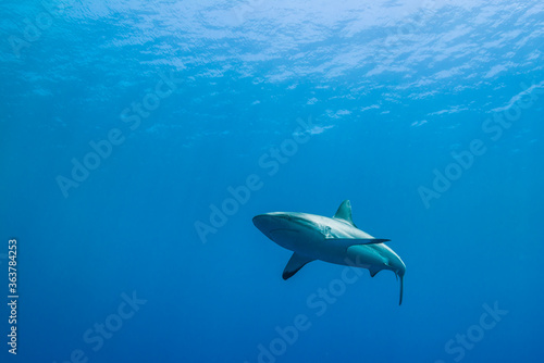 青く透明な海面下を背景に泳ぐオグロメジロザメ（Carcharhinus amblyrhynchos）。英語名グレーリーフシャークも一般的。ミクロネシア連邦ヤップ島