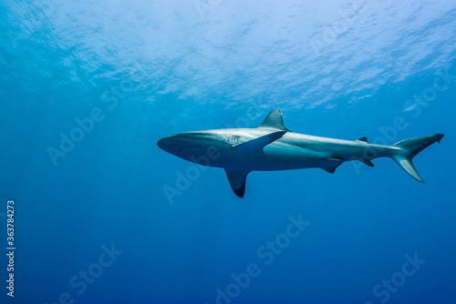 青く透明な海面下を背景に泳ぐオグロメジロザメ（Carcharhinus amblyrhynchos）。英語名グレーリーフシャークも一般的。ミクロネシア連邦ヤップ島 © Noriyuki