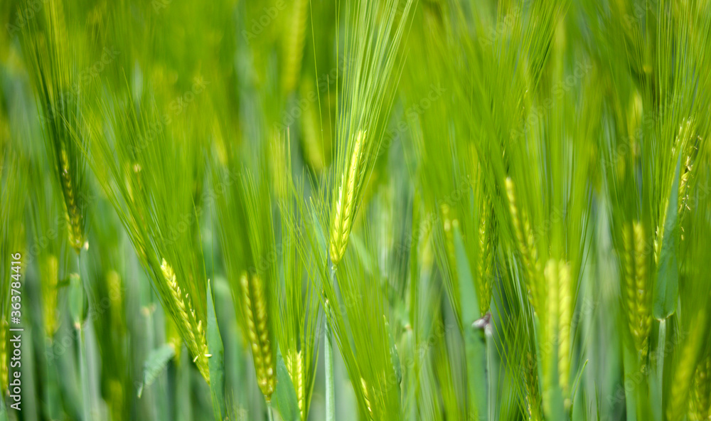 i colori del frumento a primavera