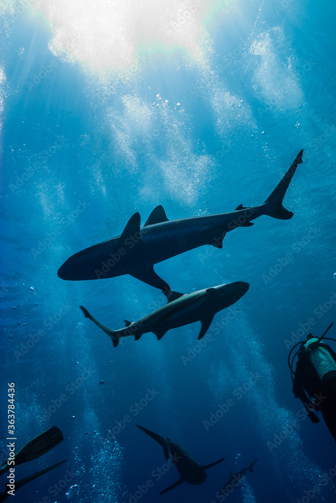 Obraz premium 青く透明な海面下を背景に泳ぐオグロメジロザメ(Carcharhinus amblyrhynchos)。英語名グレーリーフシャークも一般的。ミクロネシア連邦ヤップ島