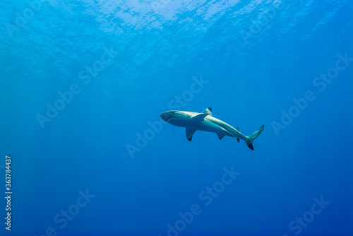                                                               Carcharhinus melanopterus                                                                                                             