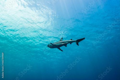 青く透明な海面下を背景に泳ぐツマグロザメ (Carcharhinus melanopterus)。英語名のブラックチップリーフシャークも一般的。ミクロネシア連邦ヤップ島