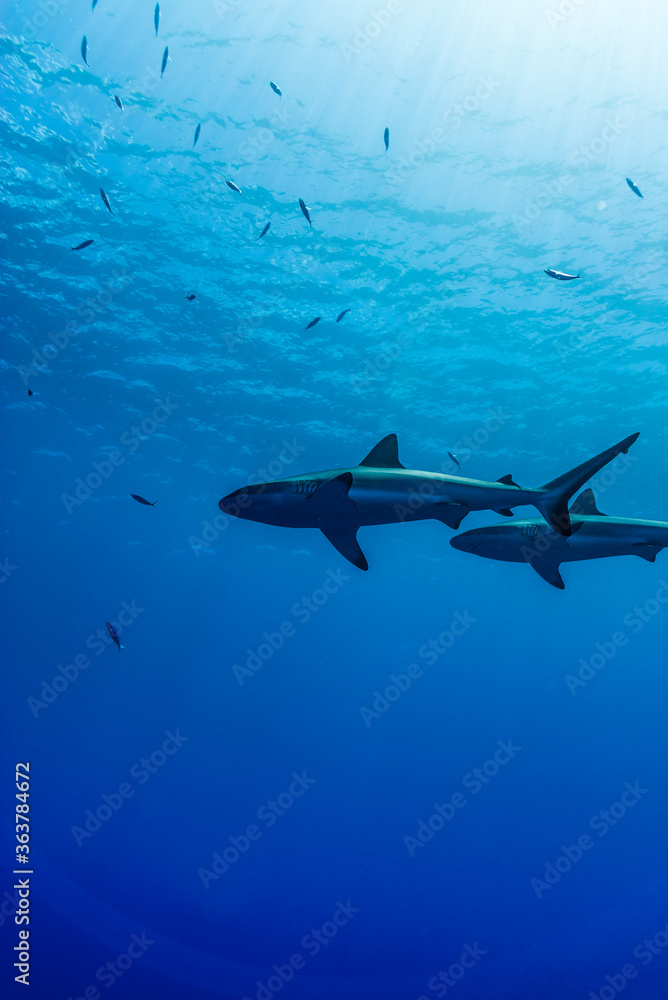 海面下間近を泳ぐオグロメジロザメ, carcharhinus amblyrhynchos。グレーリーフシャークとも呼ばれる。ミクロネシア連邦ヤップ島 海面下間近を泳ぐオグロメジロザメ, carcharhinus amblyrhynchos。グレーリーフシャークとも呼ばれる。ミクロネシア連邦ヤップ島