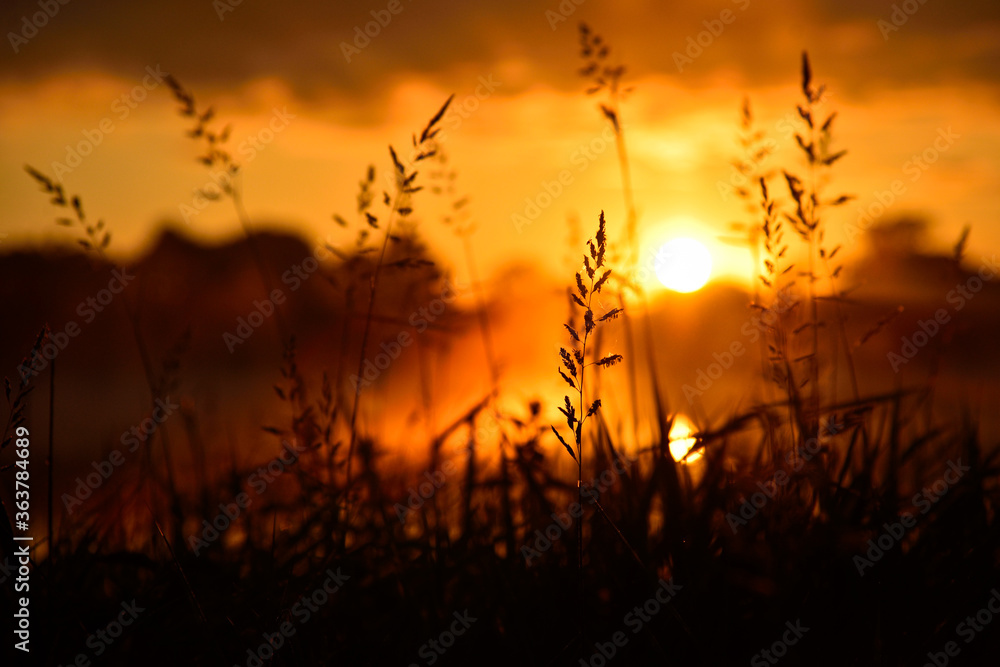 Silhouette of tall grass in orange sunrise / sunset