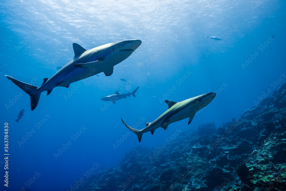 海面下間近を泳ぐオグロメジロザメ Carcharhinus Amblyrhynchos グレーリーフシャークとも呼ばれる ミクロネシア連邦ヤップ島 Stock Photo Adobe Stock