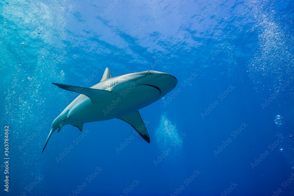 Fototapeta premium 海面下間近を泳ぐオグロメジロザメ, carcharhinus amblyrhynchos。グレーリーフシャークとも呼ばれる。ミクロネシア連邦ヤップ島