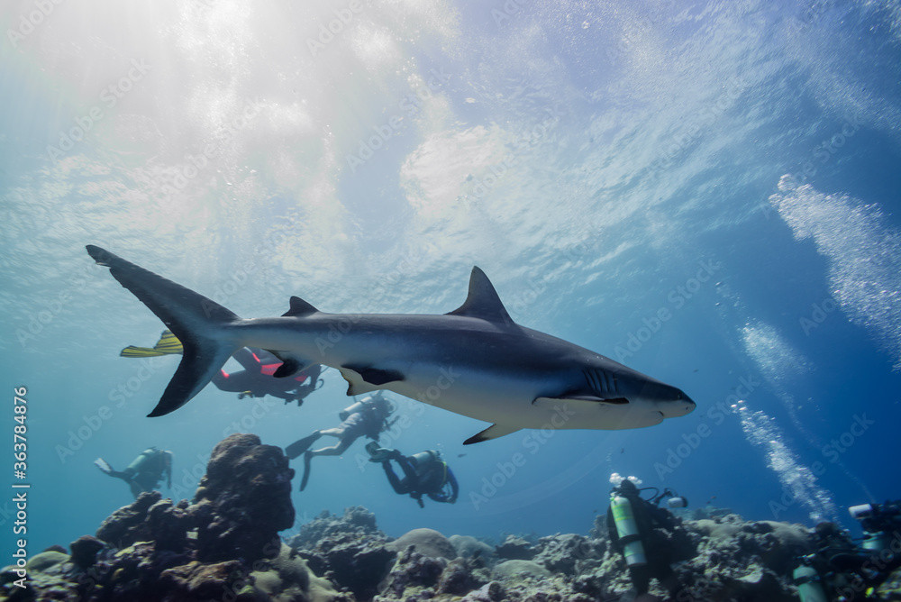 Obraz premium シャークダイビング。ブルーバック。ミクロネシア連邦ヤップ島