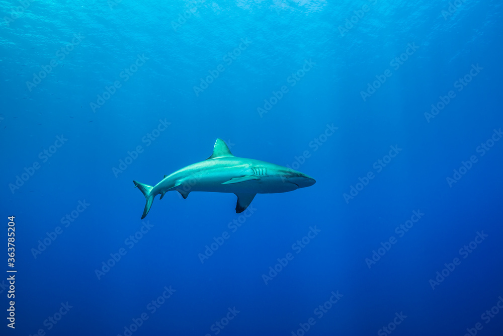 Obraz premium 中層部でホバリングするオグロメジロザ、carcharhinus amblyrhynchos 。ミクロネシア連邦ヤップ島 