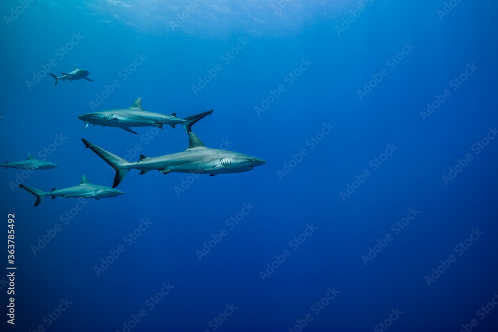 Fototapeta premium オグロメジロザメ, carcharhinus amblyrhynchos, の群れ 。ブルーバック。ミクロネシア連邦ヤップ島