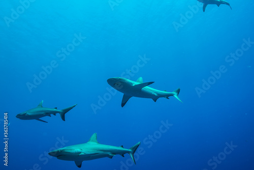 明るく青く染まる浅海を遊弋するオグロメジロザメ, carcharhinus amblyrhynchos, 英語名グレーリーフシャーク。