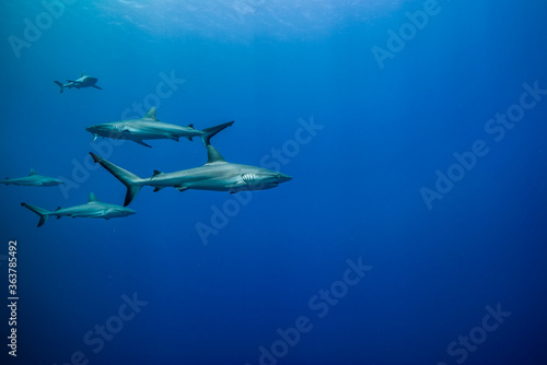 オグロメジロザメ, carcharhinus amblyrhynchos, の群れ 。ブルーバック。ミクロネシア連邦ヤップ島 © Noriyuki