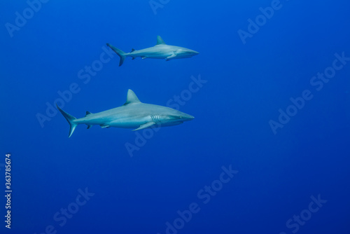 青い海を背景に泳ぐオグロメジロザメ, carcharhinus amblyrhynchos 。ミクロネシア連邦ヤップ島