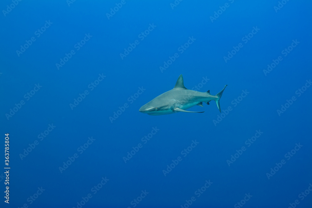 青い海を背景に泳ぐオグロメジロザメ, carcharhinus amblyrhynchos 。ミクロネシア連邦ヤップ島