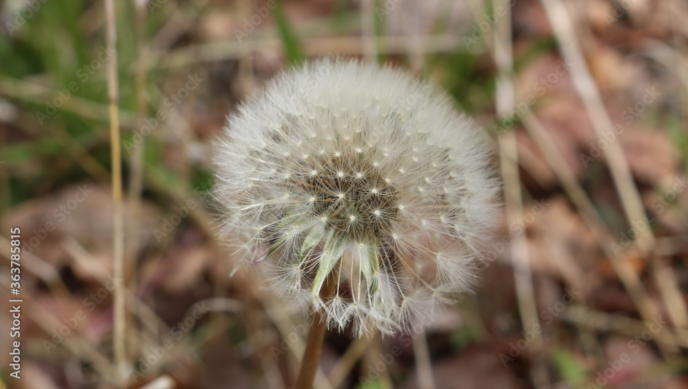 dandelion seed head dandelion seed head