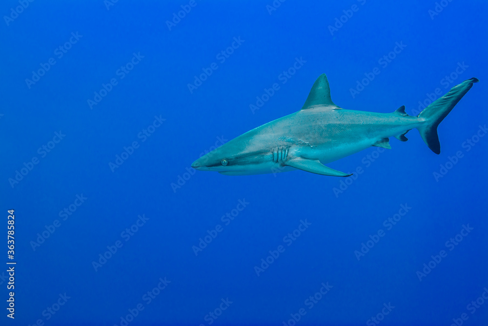 青い海を背景に泳ぐオグロメジロザメ, carcharhinus amblyrhynchos 。ミクロネシア連邦ヤップ島