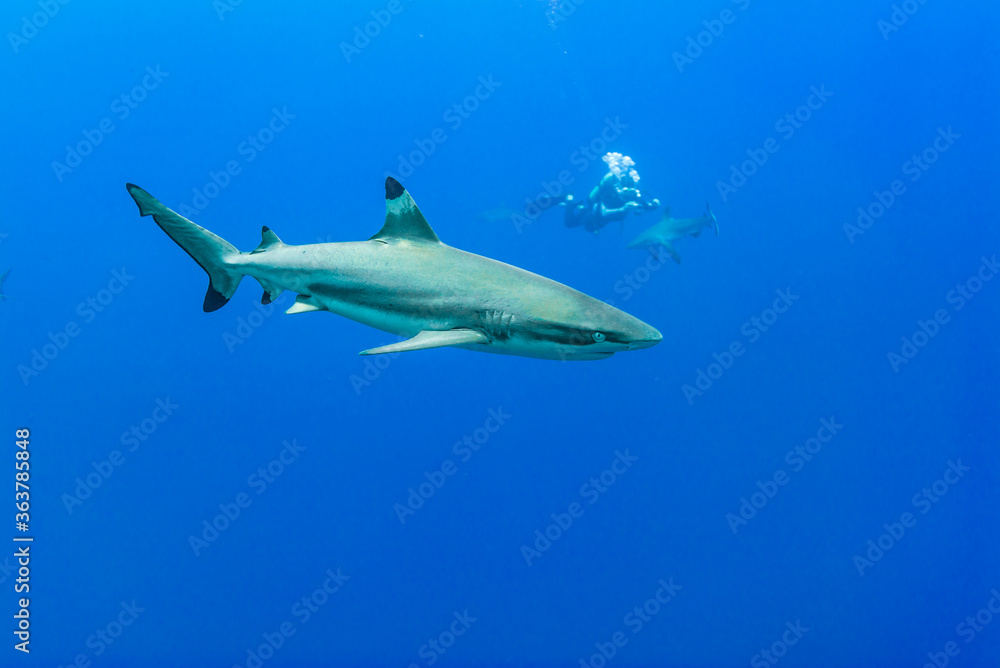 Naklejka premium ツマグロザメ、Carcharhinus melanopterus (Quoy & Gaimard, 1824)、英語名のブラックチップリーフシャークとも呼ばれる。ブルーバック。サイドビュー。ミクロネシア連邦ヤップ島